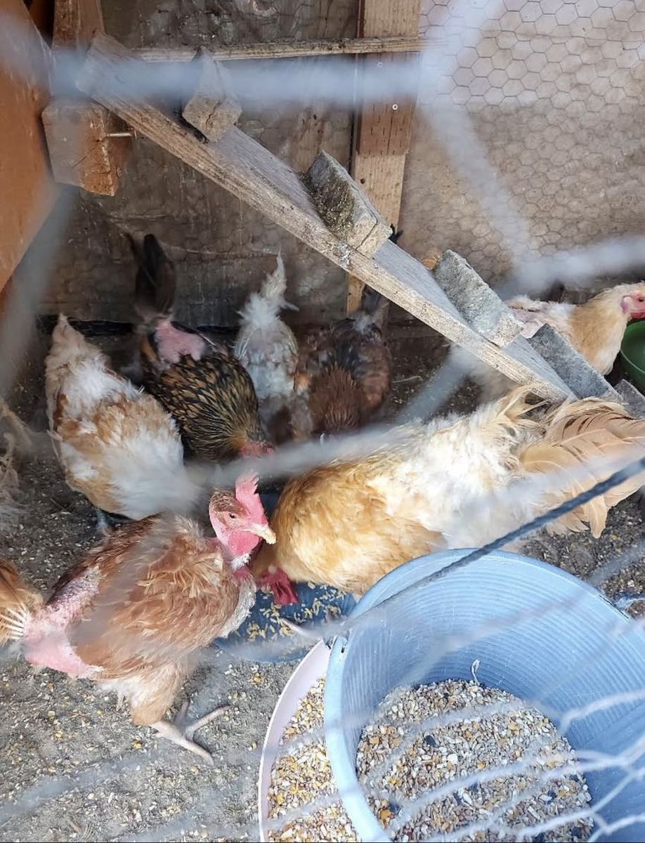 Chickens Lot Of 7 Rooster