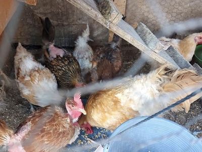 Chickens Lot Of 7 Rooster