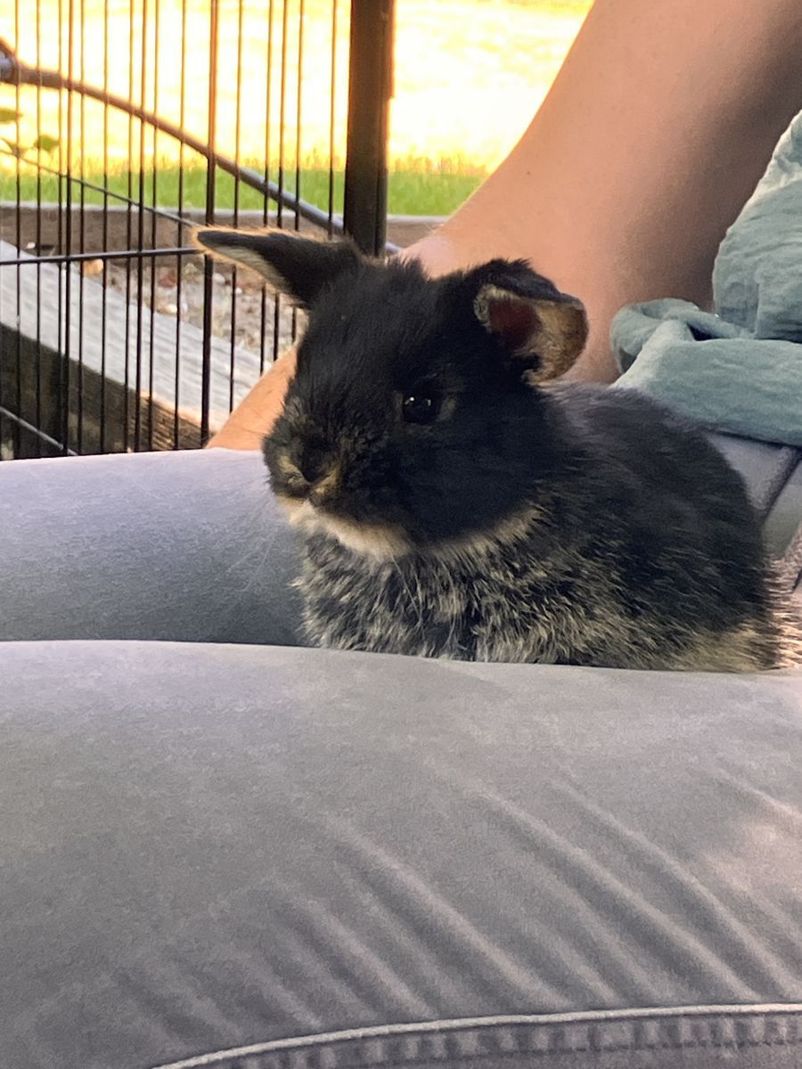 Adorable Holland Lop Baby Bunnies! - 4 Weeks Old - Ready for Adoption August 13th