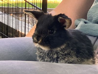 Adorable Holland Lop Baby Bunnies! - 4 Weeks Old - Ready for Adoption August 13th