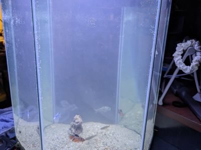20 Gallon Aquarium
