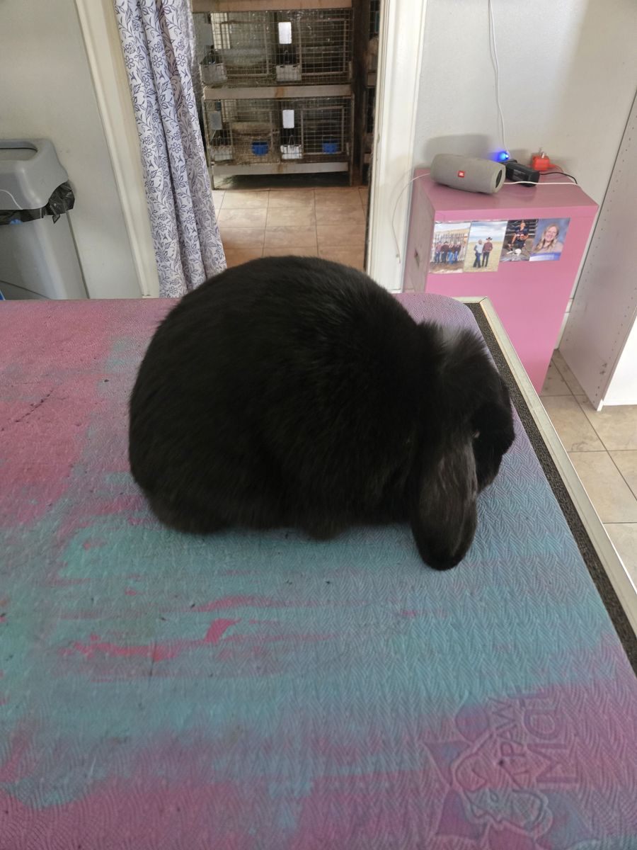 Purebred Mini Lop girl