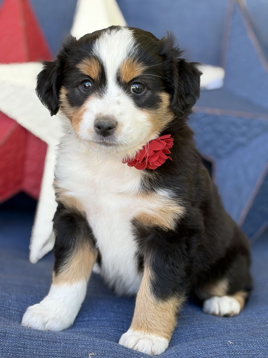 Miniature Australian Shepherd- Mini Aussie puppies