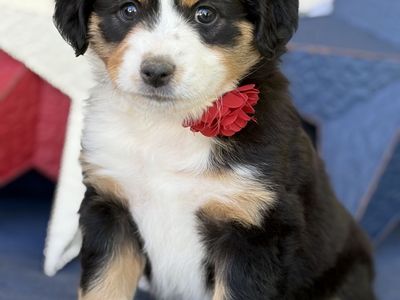 Miniature Australian Shepherd- Mini Aussie puppies