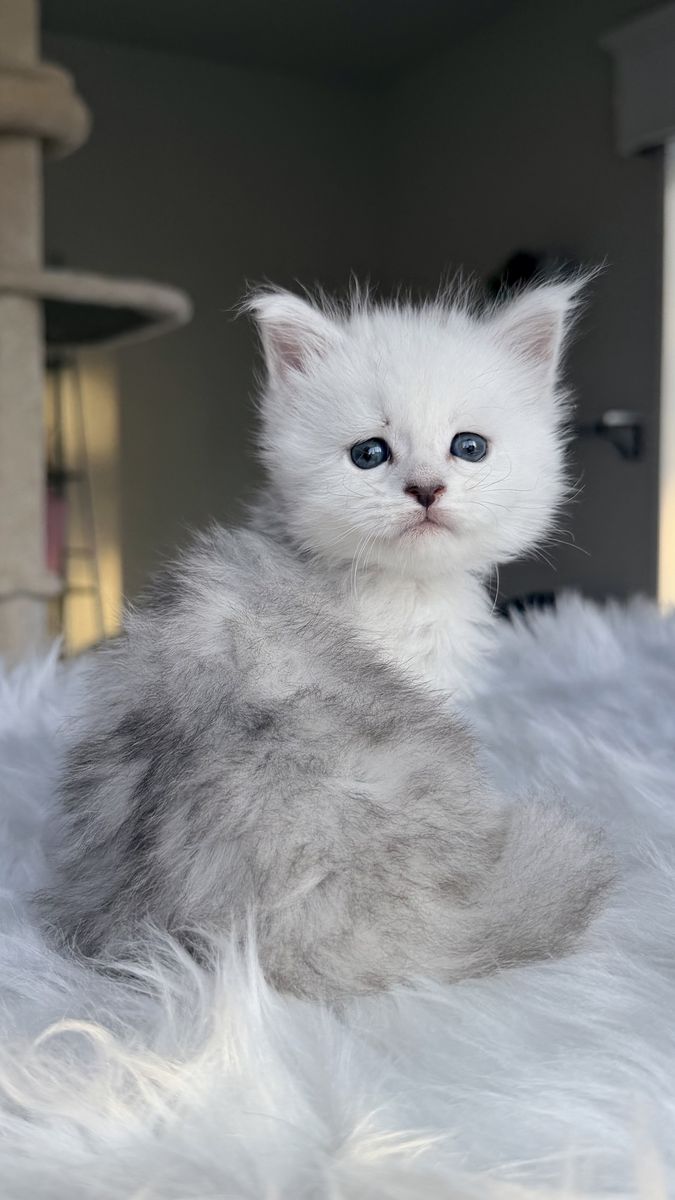 Maine coon