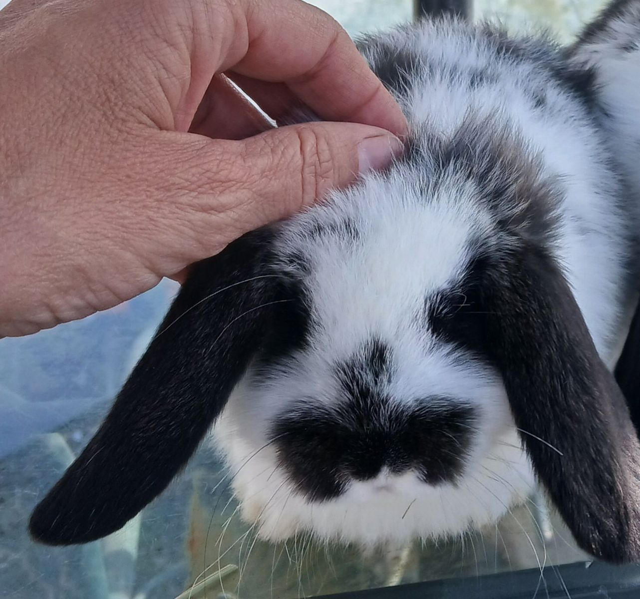 Purebred Mini Lop baby