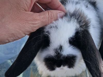 Purebred Mini Lop baby