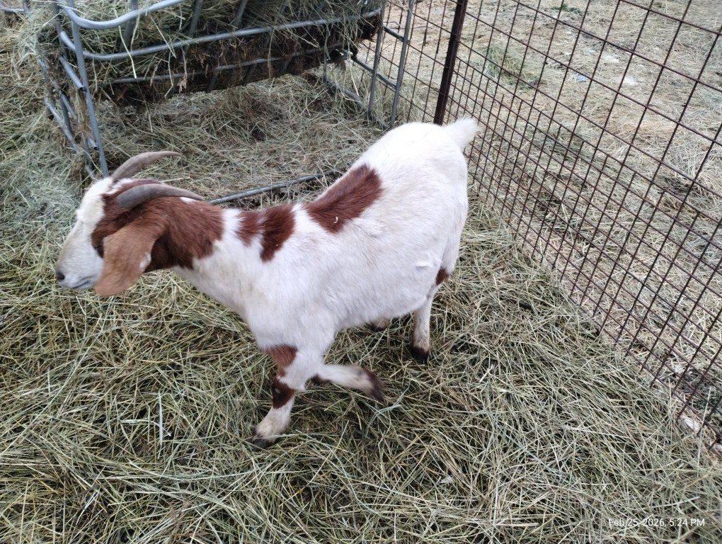 boer goats does