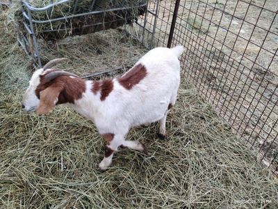 boer goats does