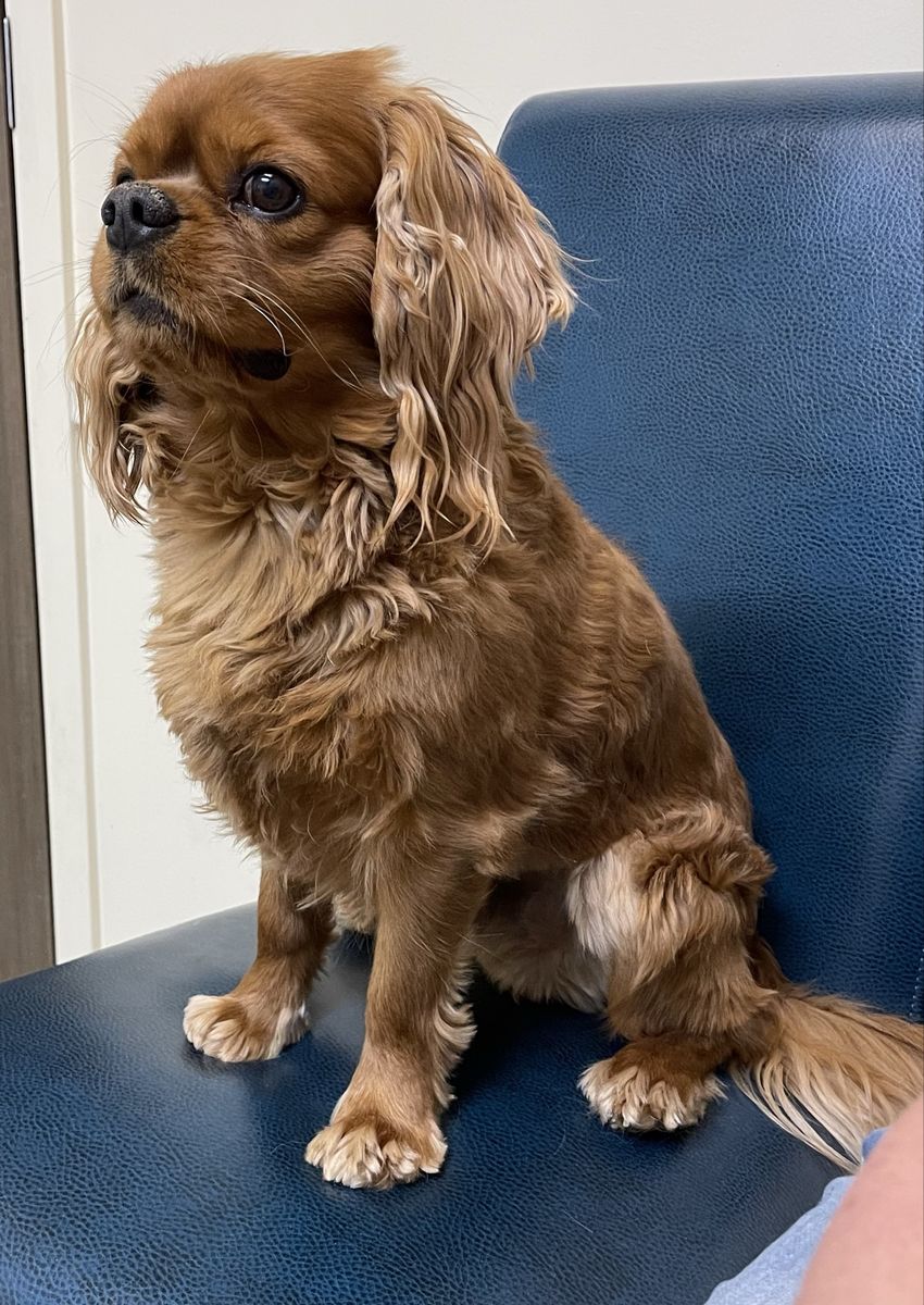 Ruby Red King Charles Cavalier Spaniel Stud