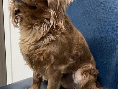 Ruby Red King Charles Cavalier Spaniel Stud