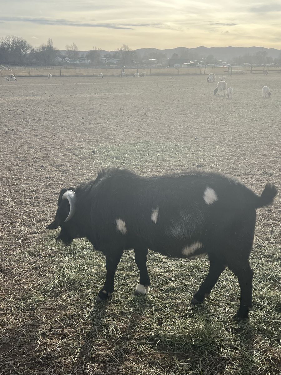 Back Dapple Billy Goat