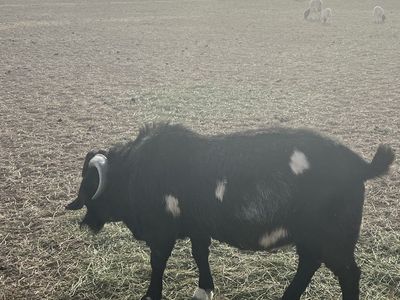 Back Dapple Billy Goat