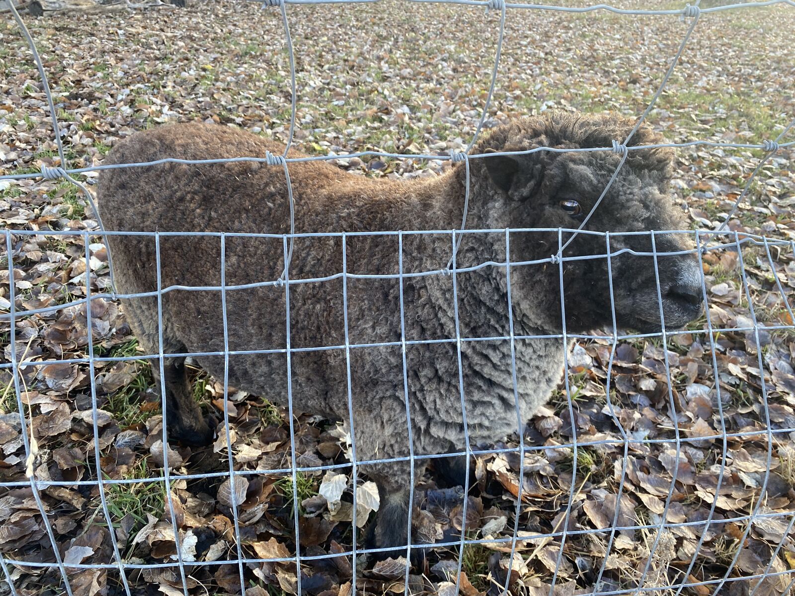 Baby doll ram for sale