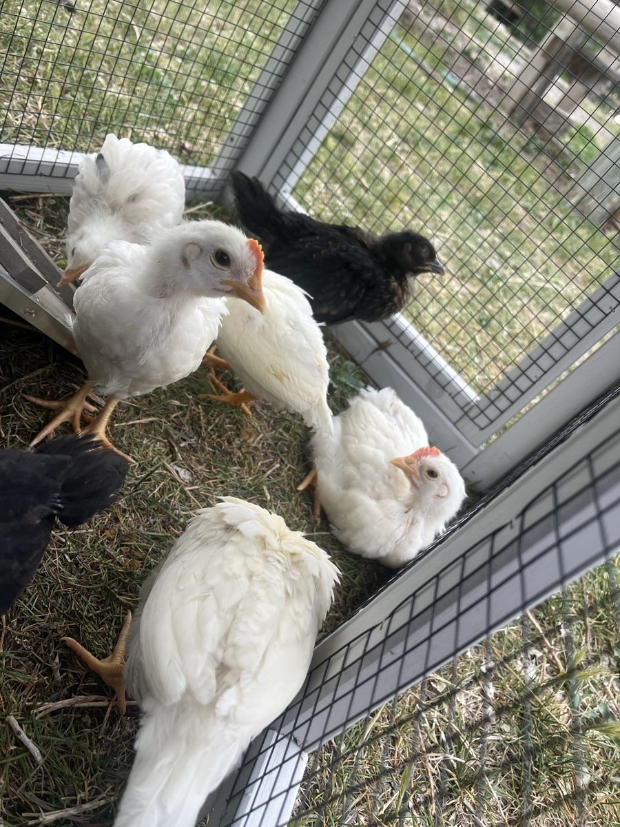 Chicks For Sale
