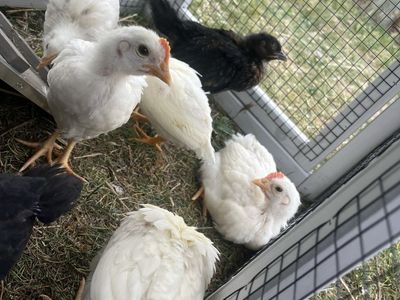 Chicks For Sale