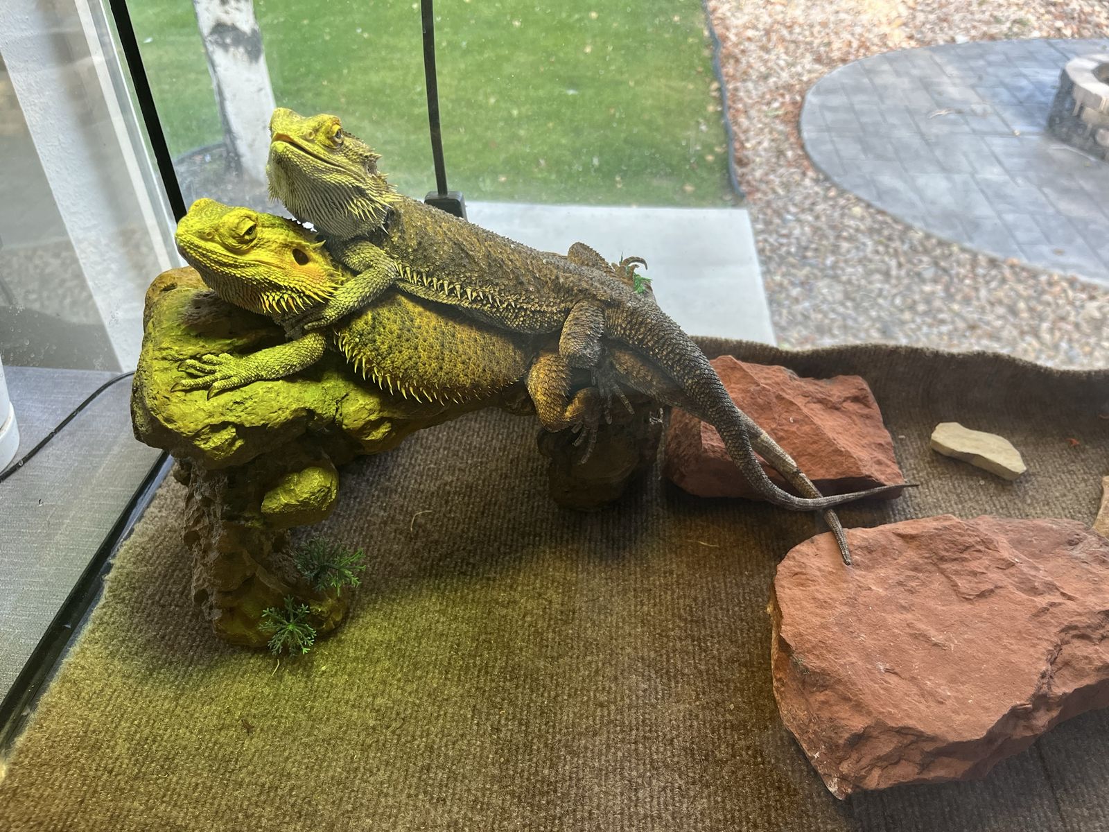 Bearded Dragons
