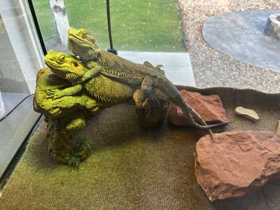Bearded Dragons