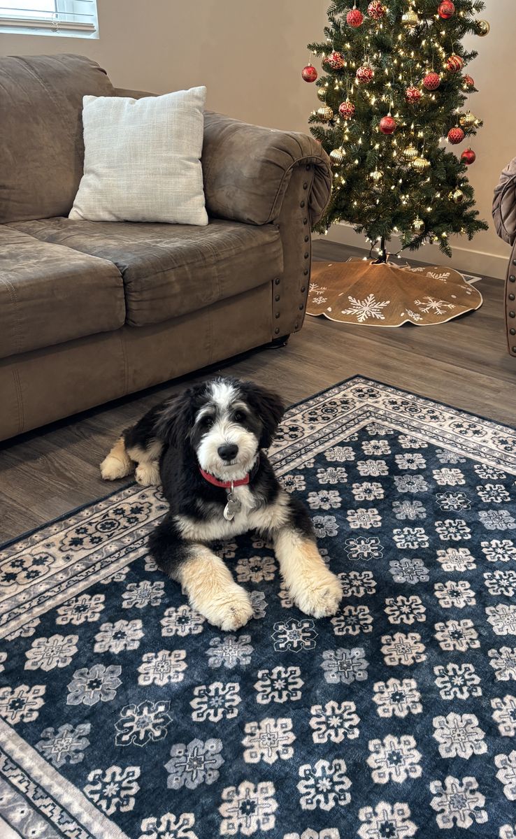 Bernedoodle Puppy - Hypoallergenic