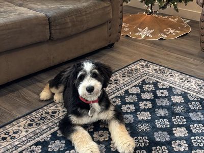 Bernedoodle Puppy - Hypoallergenic