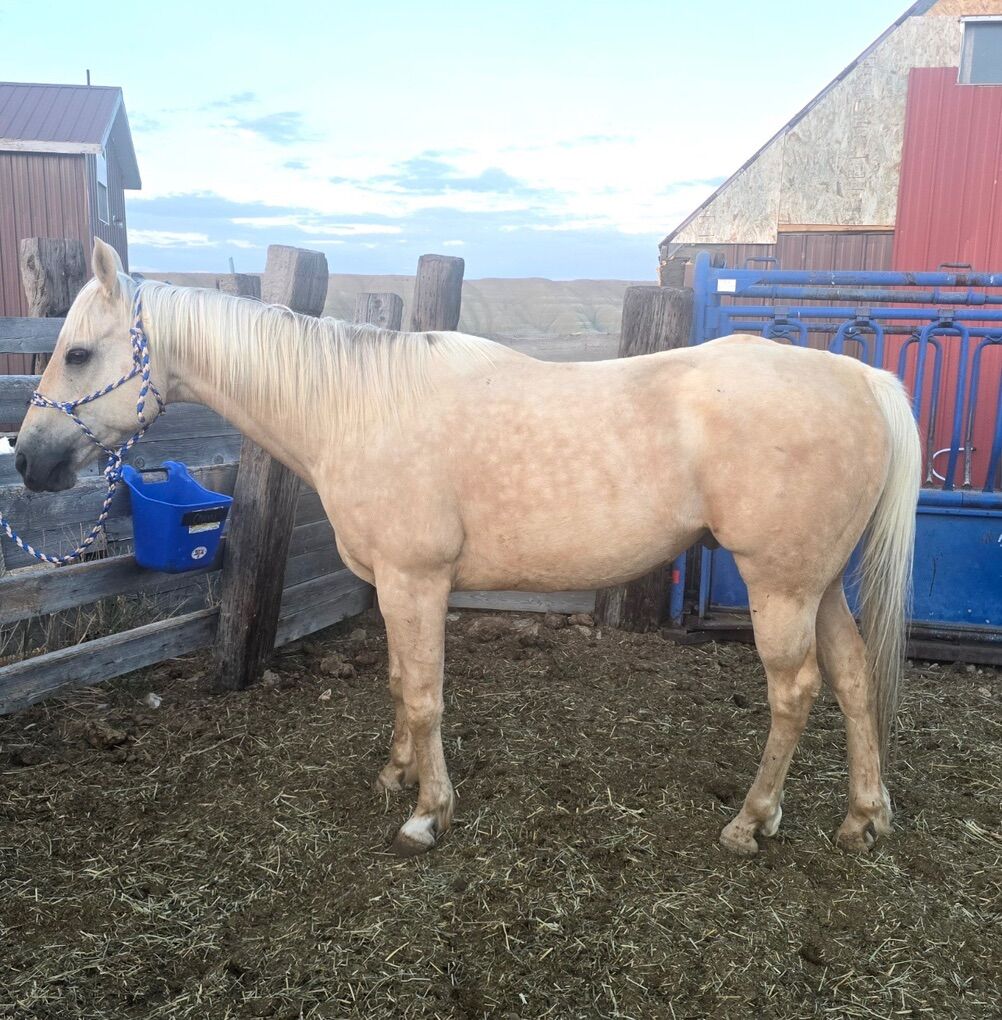 8 year old registered AQHA gelding.