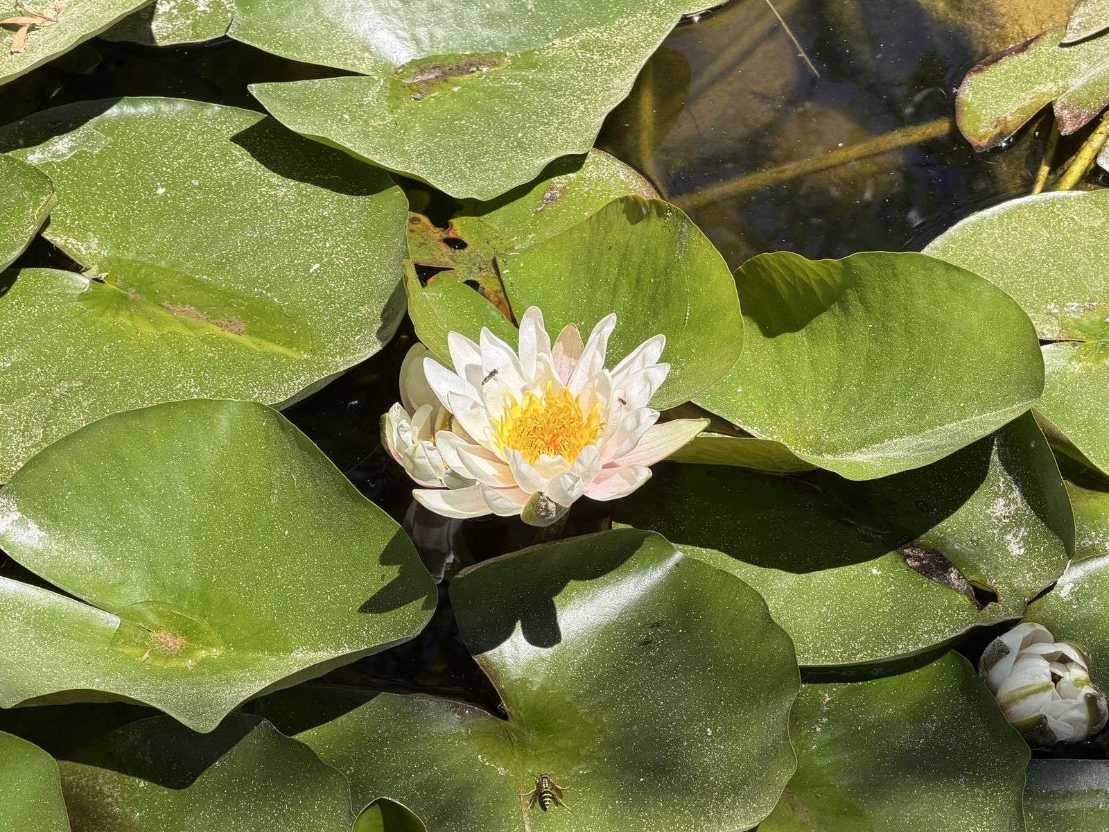Beautiful Water Lily Plant (Nymphaea) for Ponds and Water Gardens - Healthy & Ready to Bloom