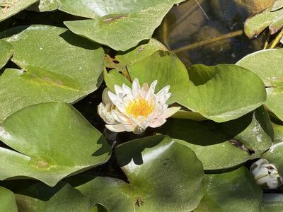 Beautiful Water Lily Plant (Nymphaea) for Ponds and Water Gardens - Healthy & Ready to Bloom