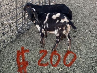 3 Spotted Nubian Bucks