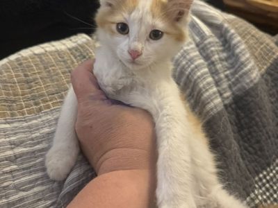 Kittens Mousers