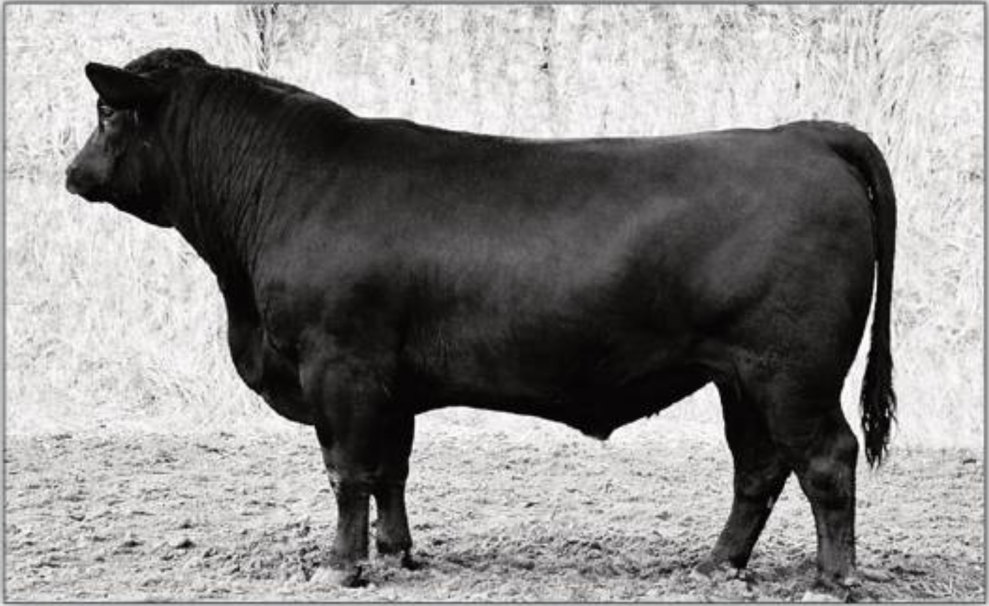 2 Year Old Bulls for Sale