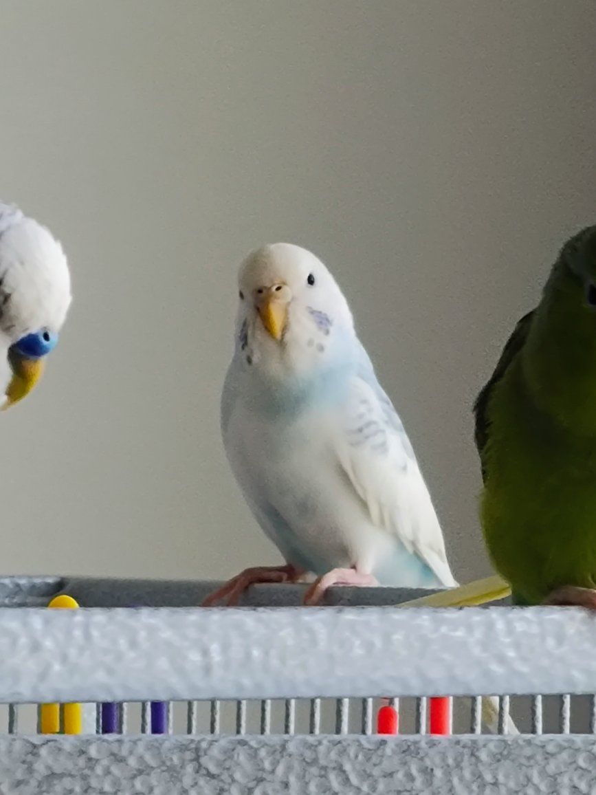 female budgie, less than one year