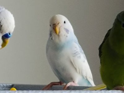 female budgie, less than one year