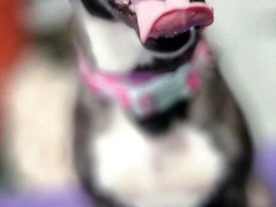Pawla- Boston who will make the first Move