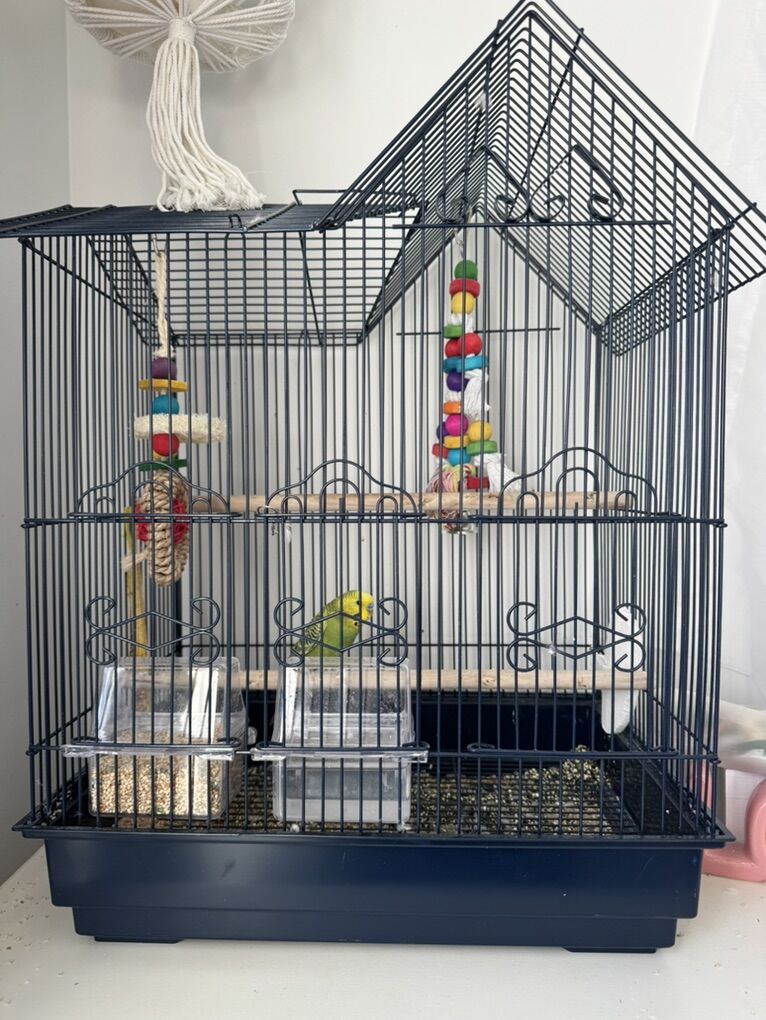 Male Parakeet (Budgie), Cage, Toys, and Food
