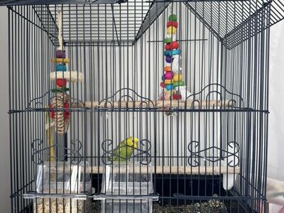 Male Parakeet (Budgie), Cage, Toys, and Food