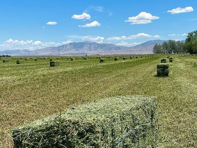 Alfalfa Hay 70lb small bales 2nd Crop