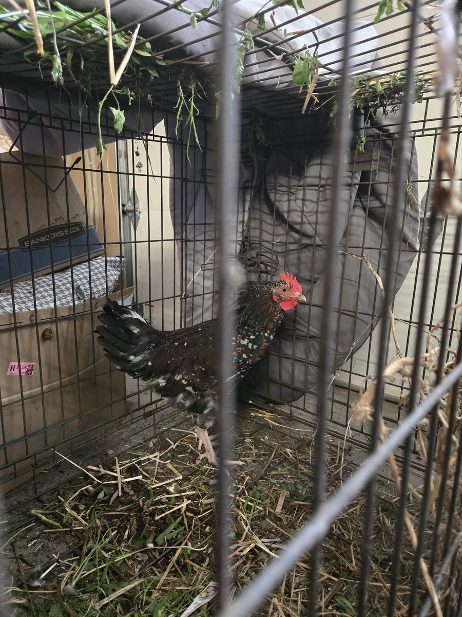 Free Rooster- Speckeled Sussex- We will deliver within 20 miles of WJ for free!!