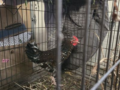 Free Rooster- Speckeled Sussex- We will deliver within 20 miles of WJ for free!!