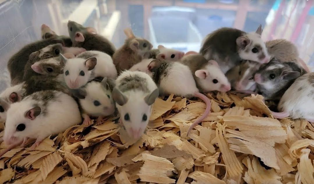 ASF rats