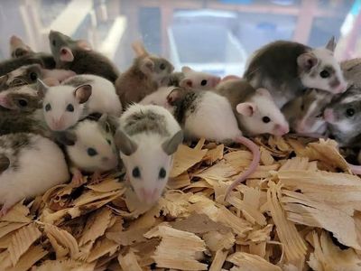 ASF rats