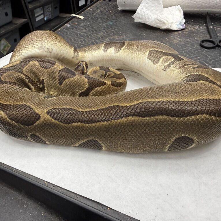 Super Enchi Het Clown