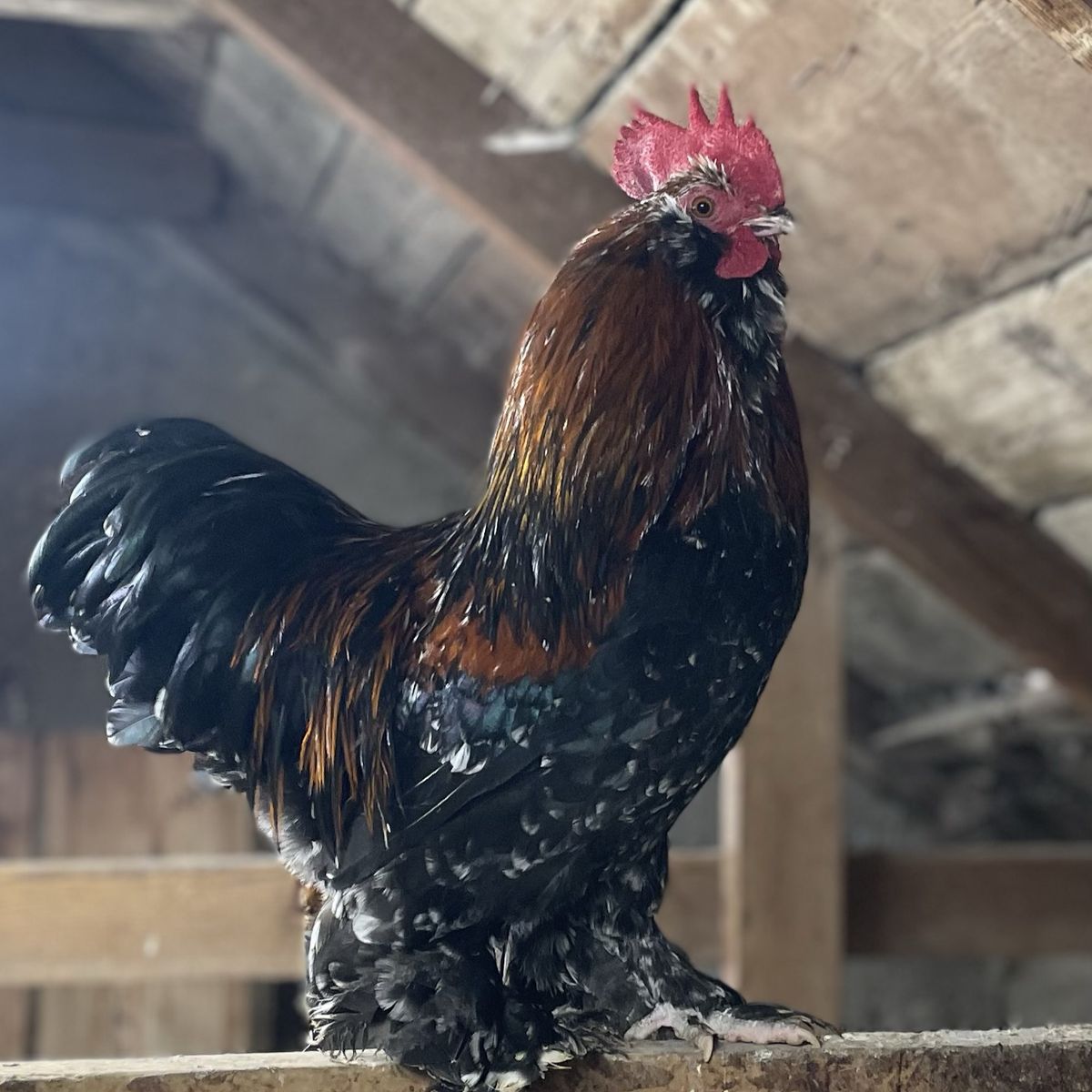 Two Bantam Cochin Roosters Free