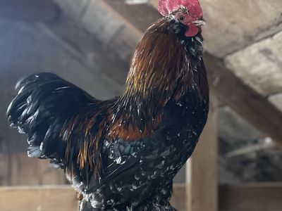 Two Bantam Cochin Roosters Free