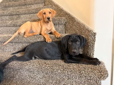 Purebred AKC registered lab puppies