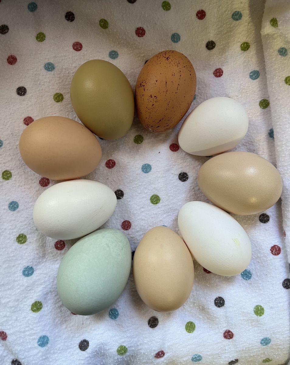 Fresh Eggs From Happy Hens