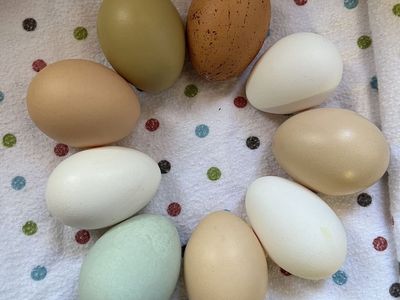 Fresh Eggs From Happy Hens