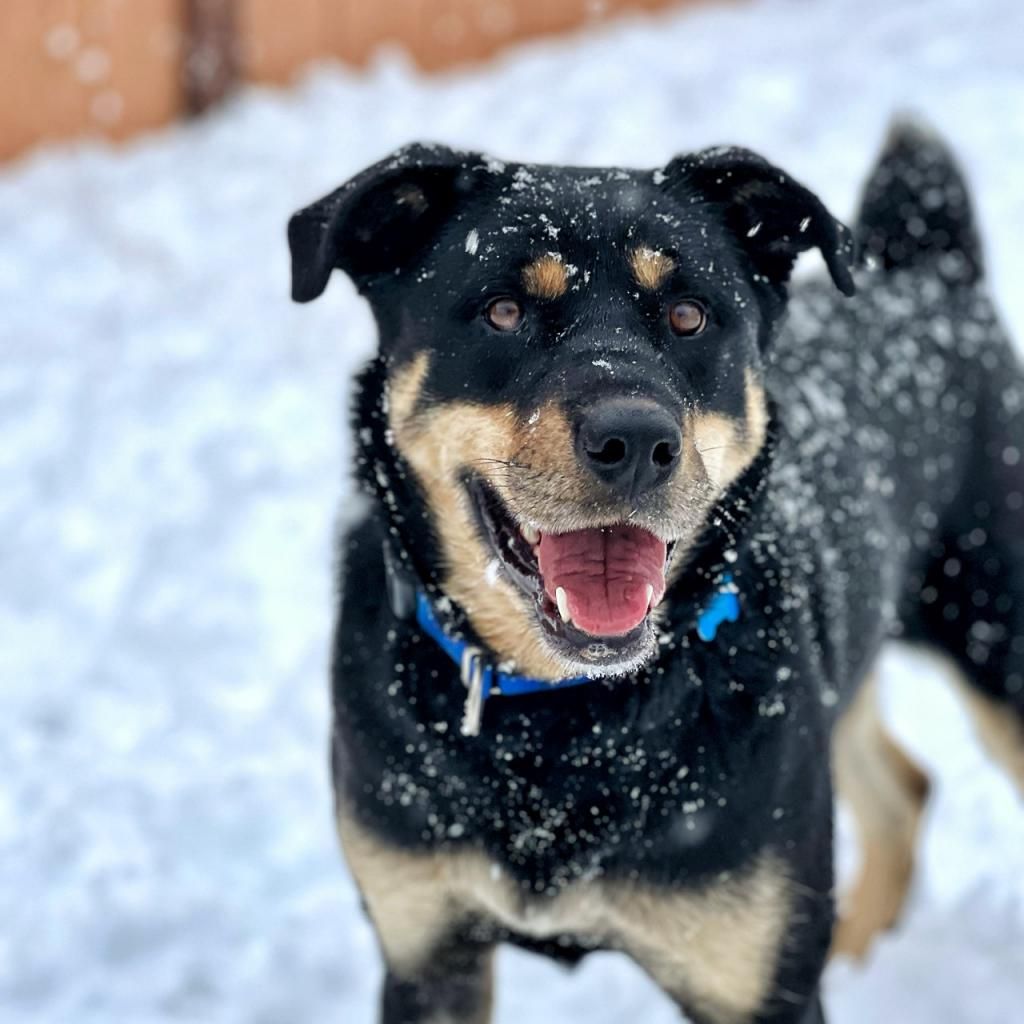 Hello my name is Roxy