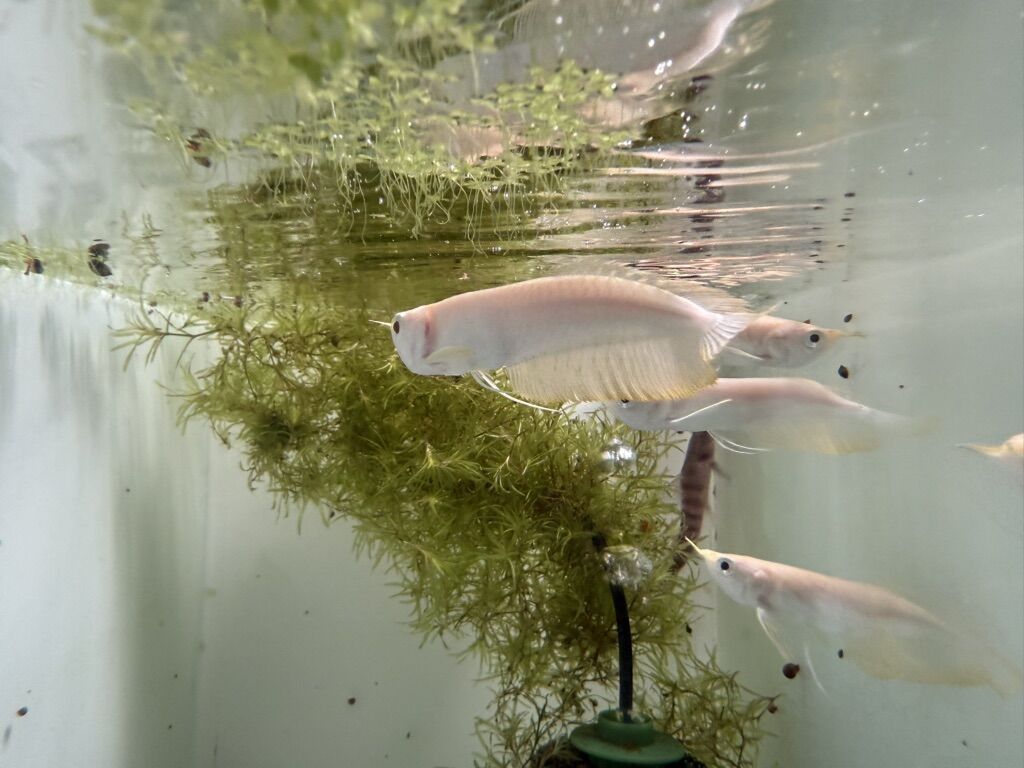 yellow Banana Albino Silver Arowanas