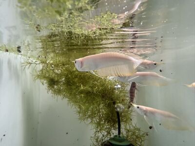yellow Banana Albino Silver Arowanas