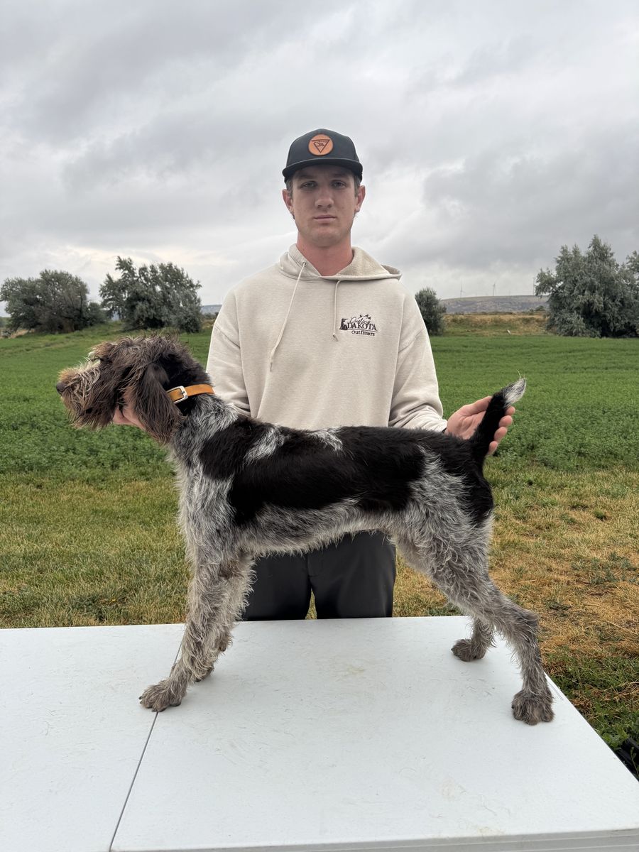 Started German Wirehair Pointer (GWP)